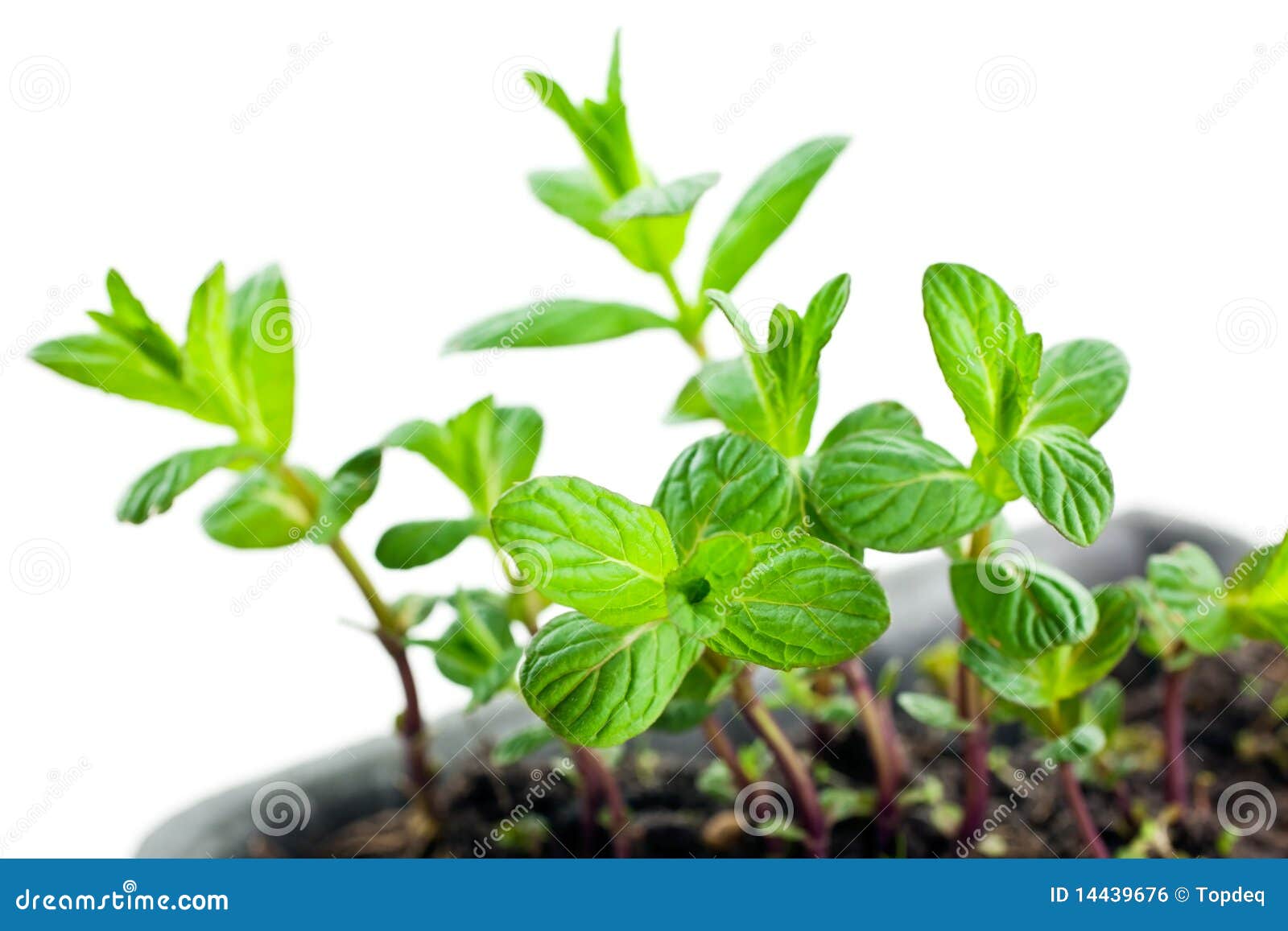 Mint Sprouts Stock Photo 50241210