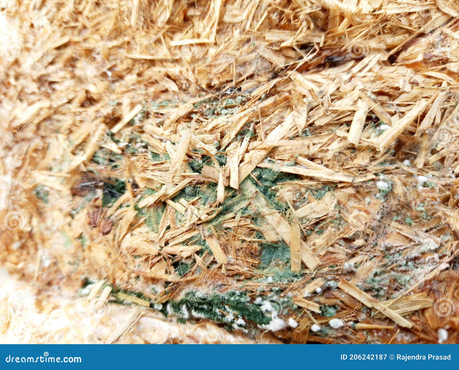 Green Mold and Aspergillus Contamination on Oyester Mushroom Medium Bag