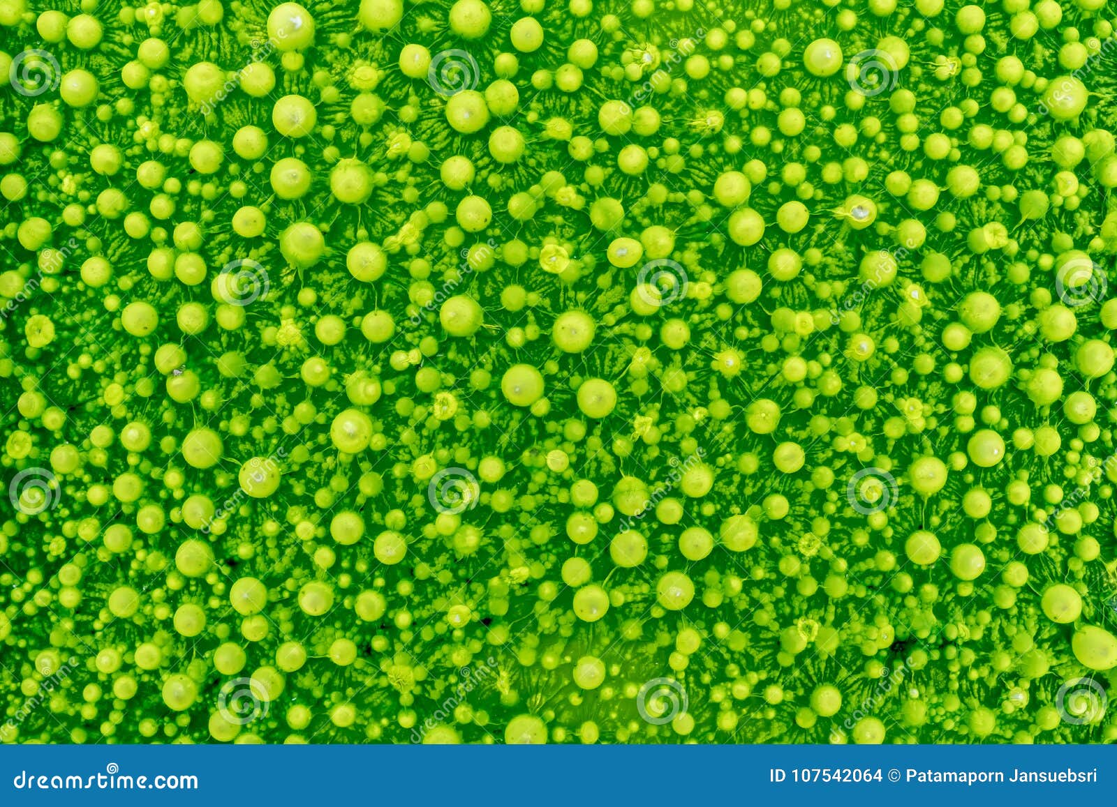 Green mold stock photo. Image of mildew, mold, growth 107542064
