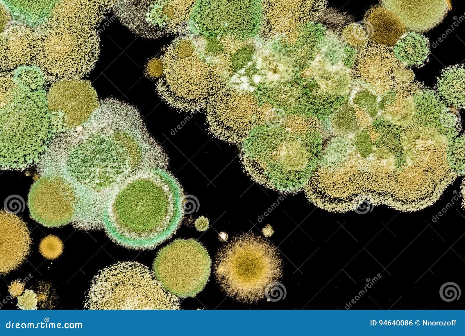 Green Mold Grows on the Black Background Stock Photo Image of fungus