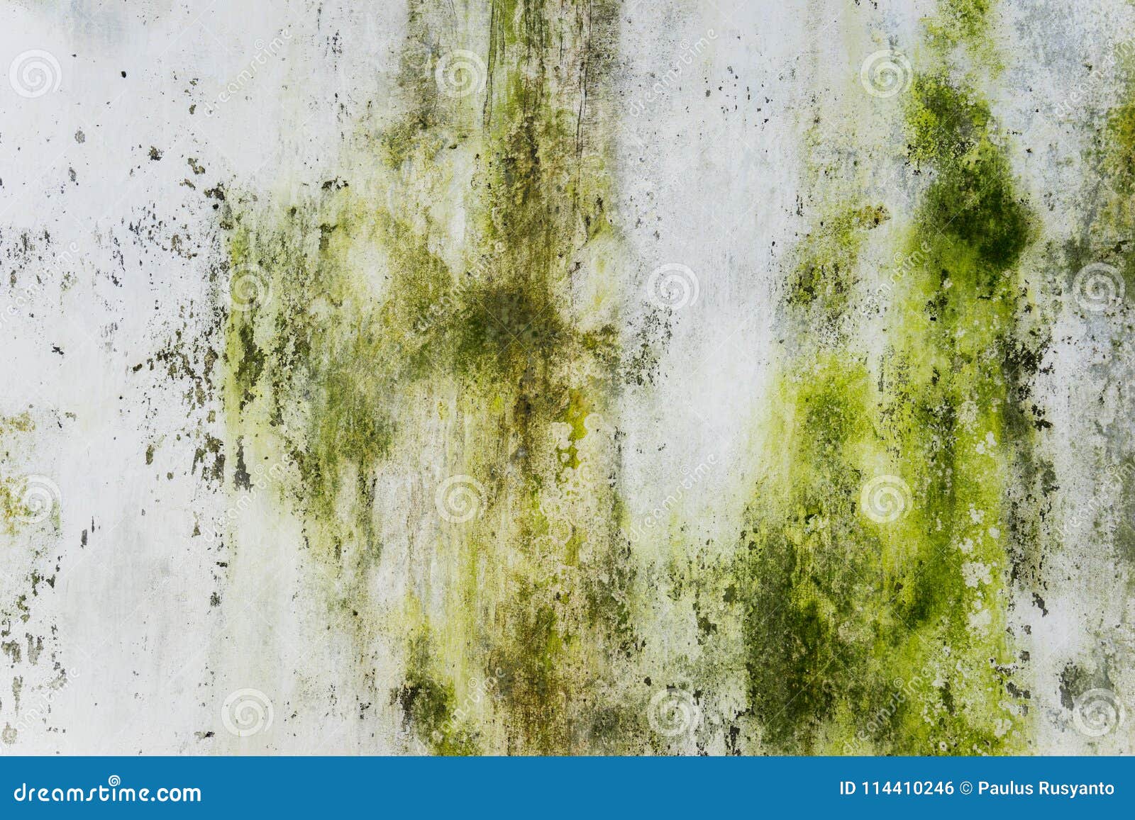 Green Mold / Powdery Mildew Growing On Tree Stock Photo CartoonDealer