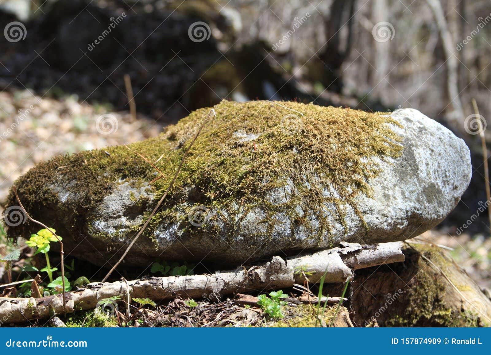 Green Mold on a Rock Close Up Stock Image Image of force, garden