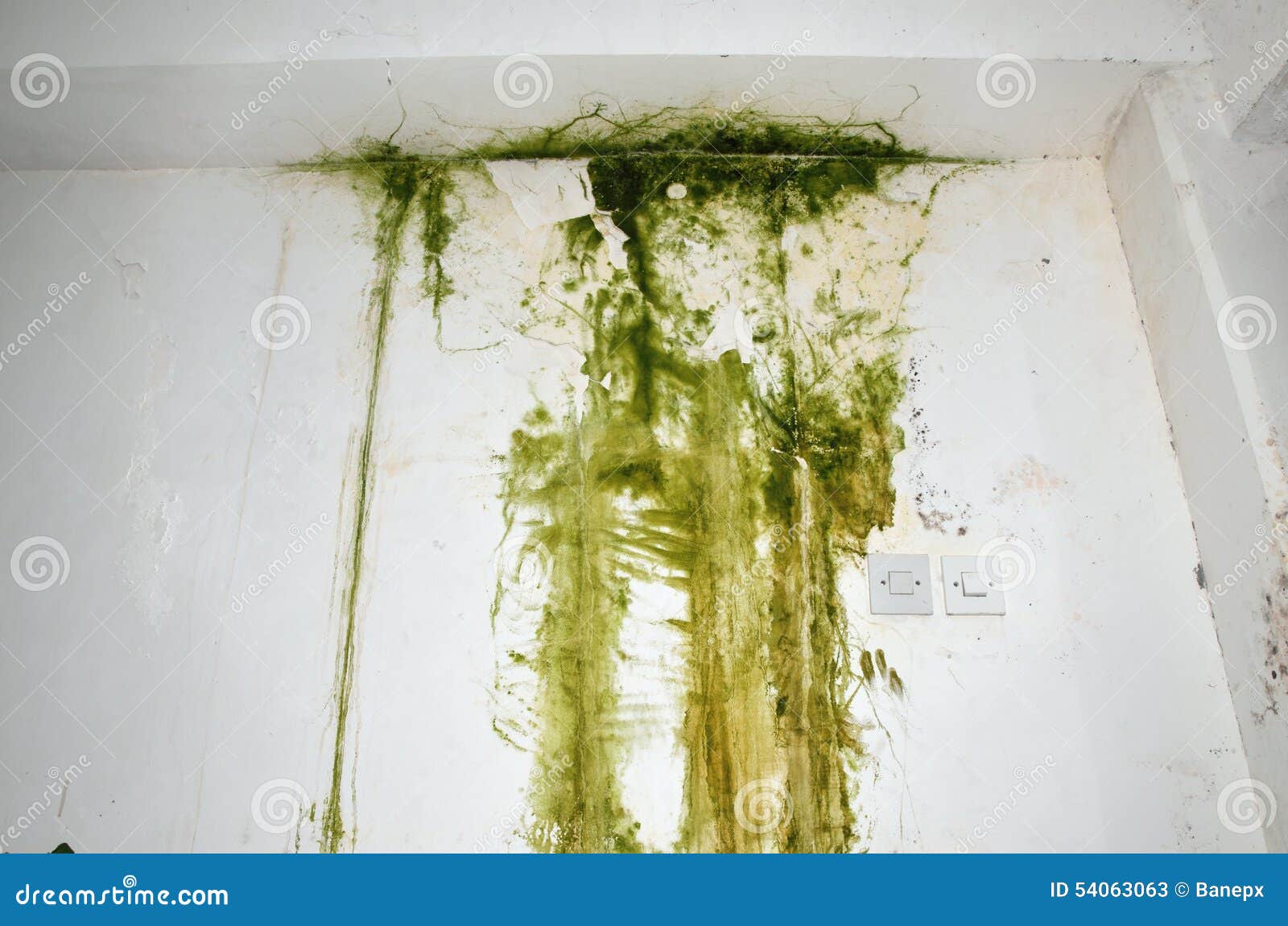 green mold wall white ceiling two light switch right down side 54063063