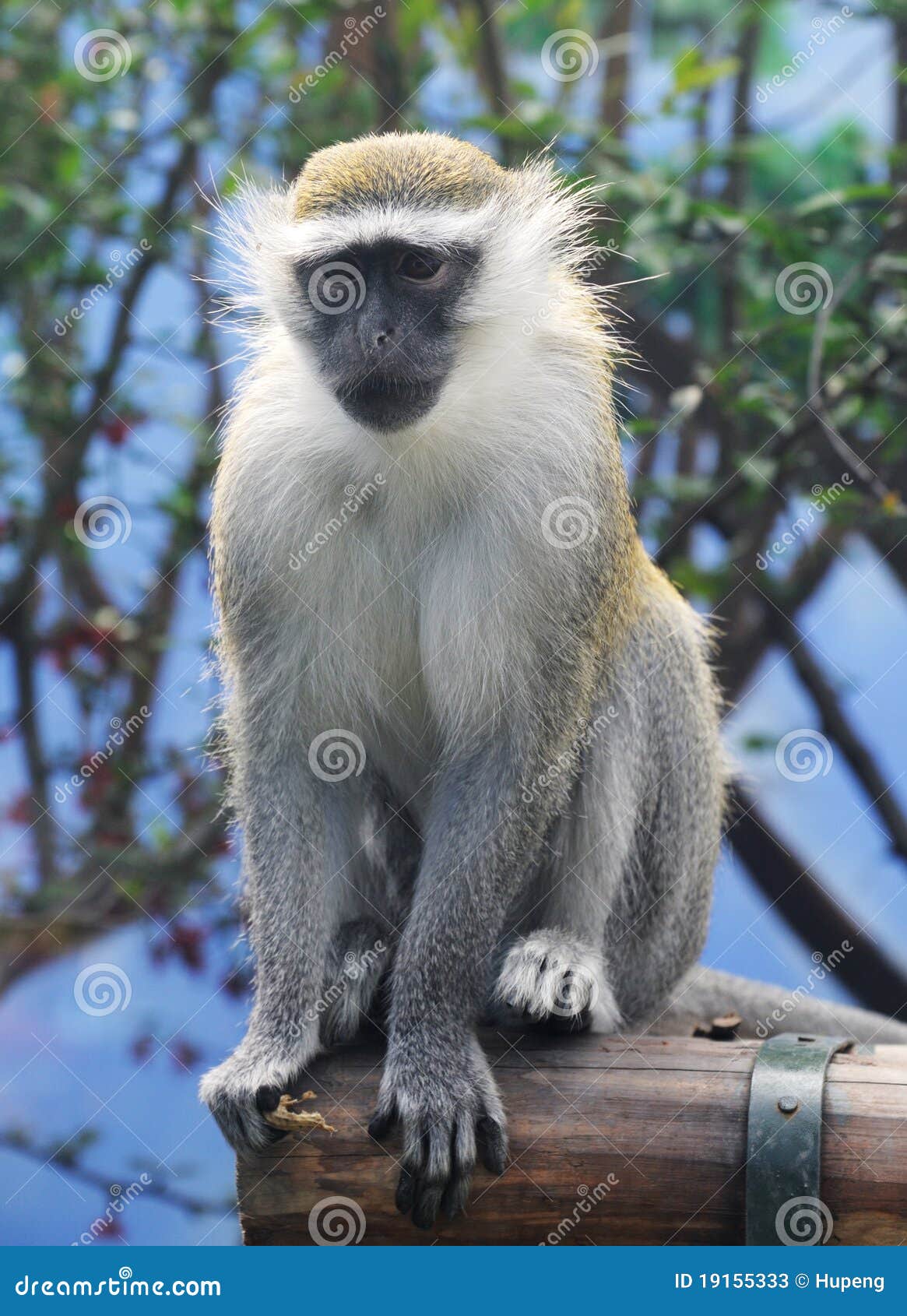 Green monkey stock image. Image of primates, tiny, monkies - 19155333
