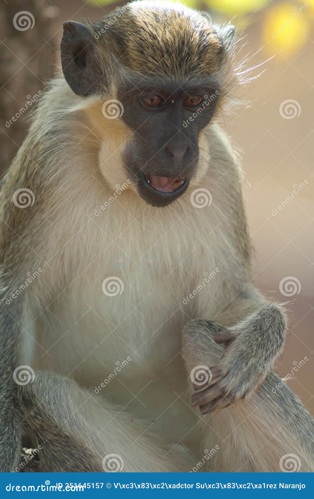 green monkey in niokolo koba national park.