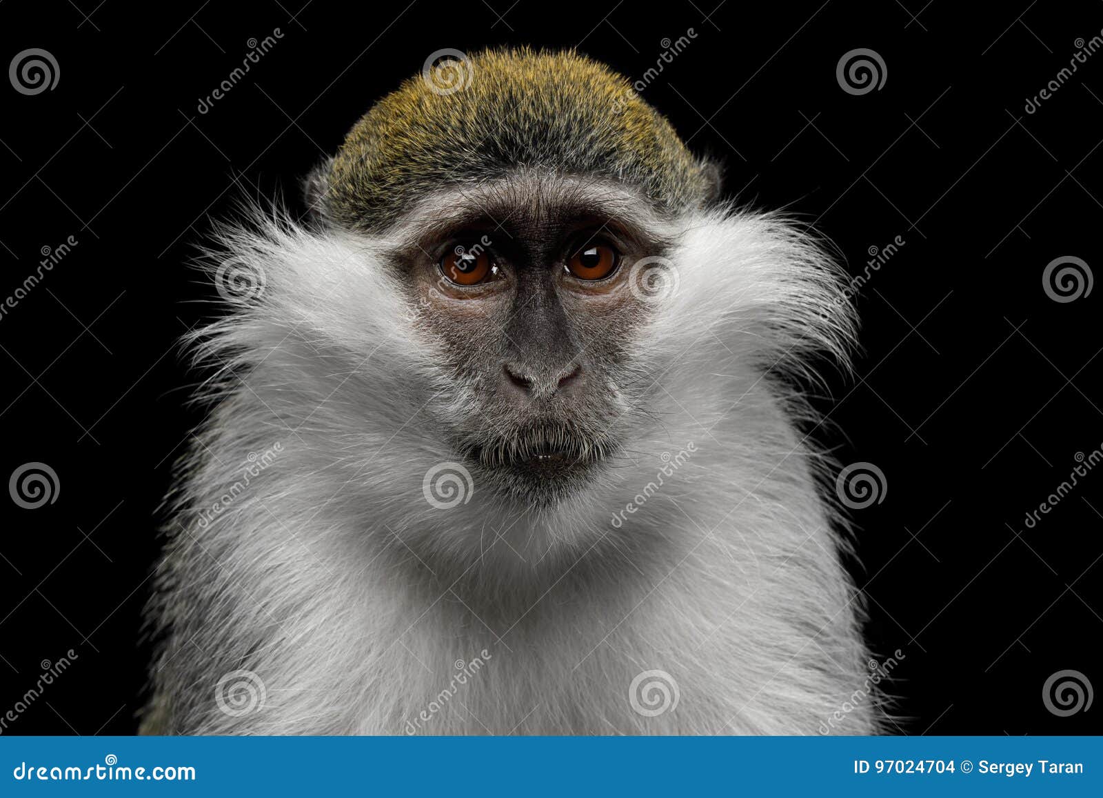 Green monkey stock photo. Image of hunt, background, male 97024704