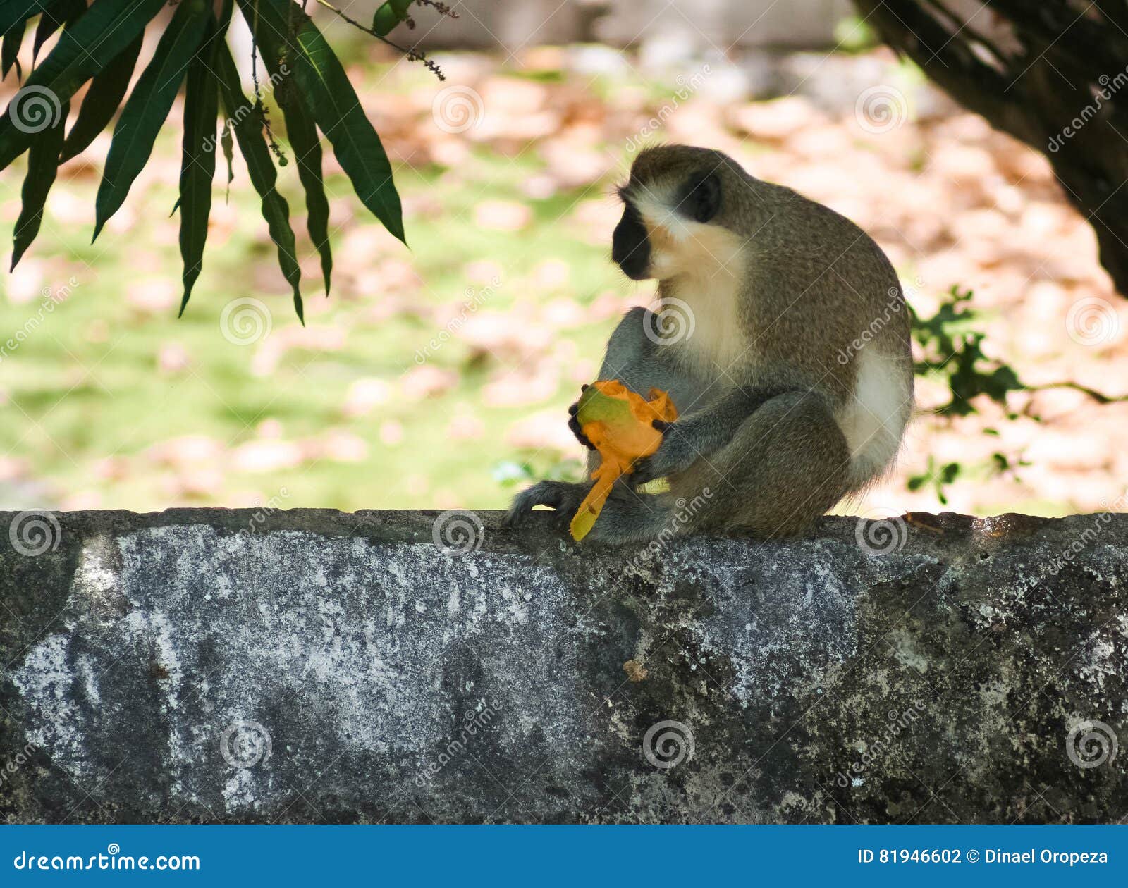Green Monkey Eating a Ripe Mango in Barbados Stock Photo Image of