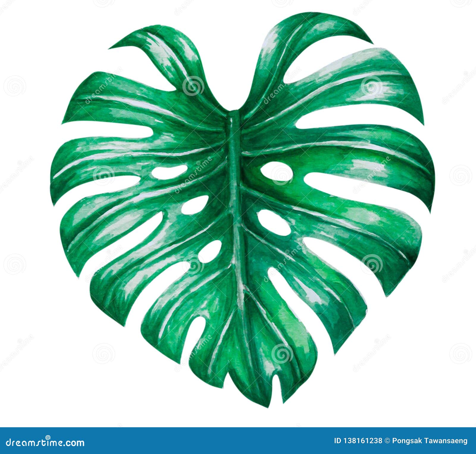 Green Monstera Tropical Leaves Watercolor Illustration, Isolated on ...