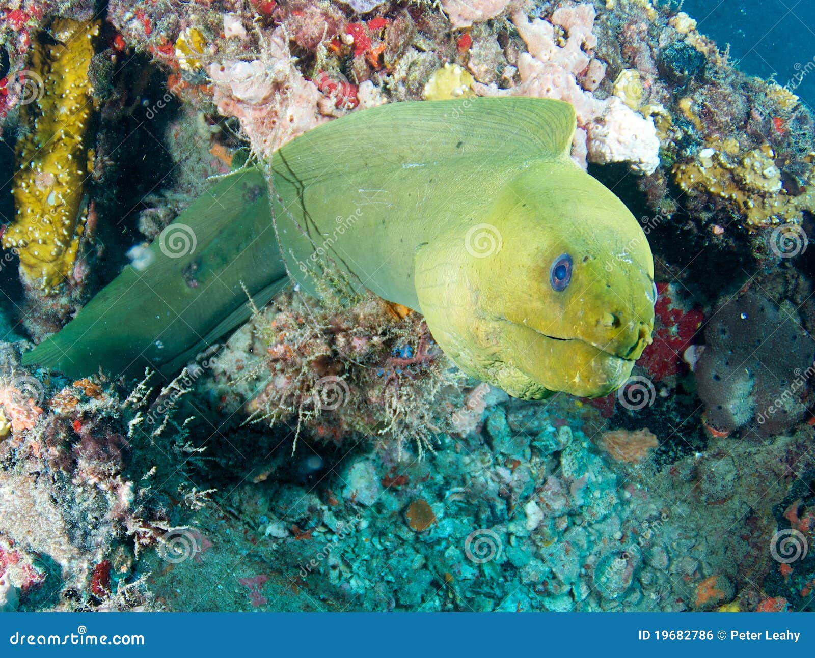 Green Moray Eel stock photo. Image of swim, fish, ocean - 19682786