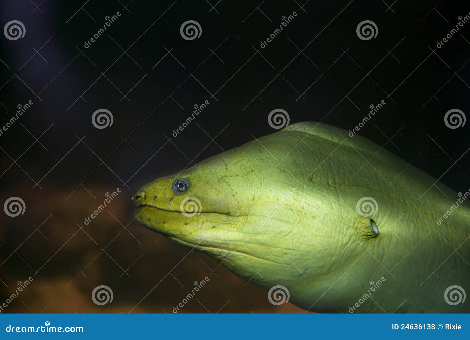 Green moray eel stock photo. Image of biology, dangerous 24636138