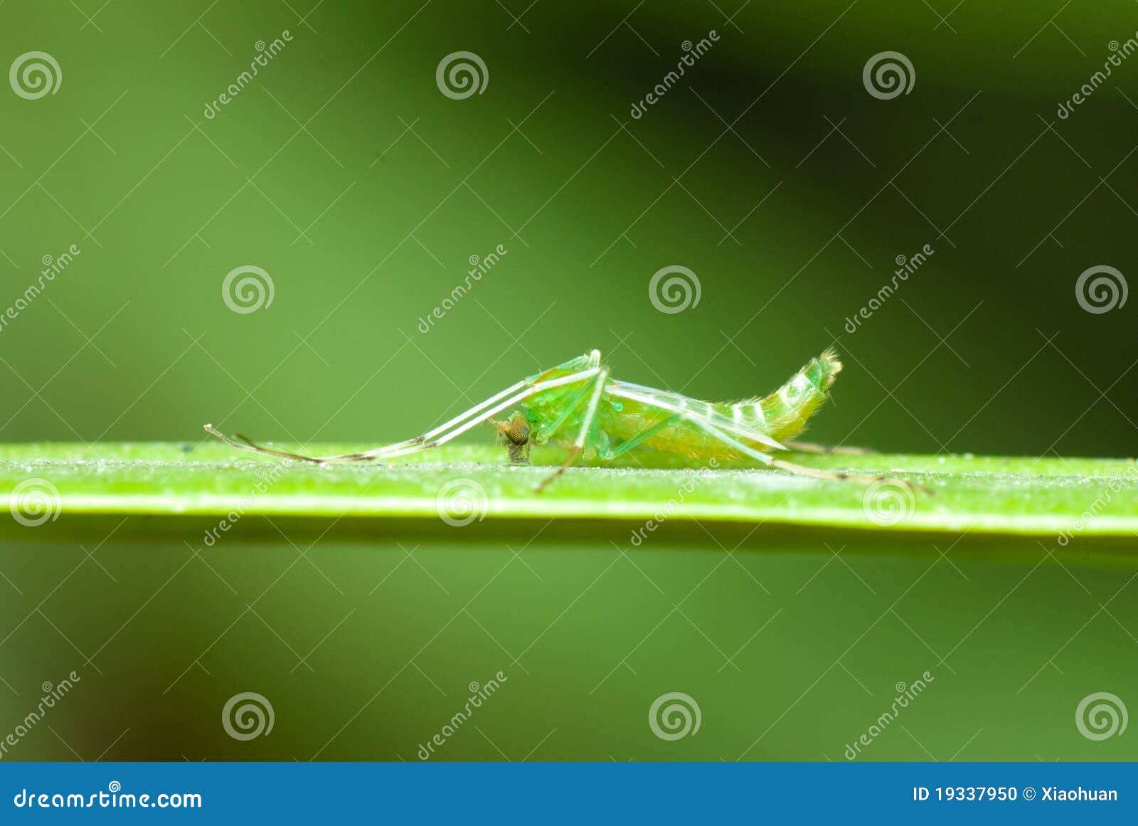 A green mosquito stock photo. Image of stung, annoying 19337950