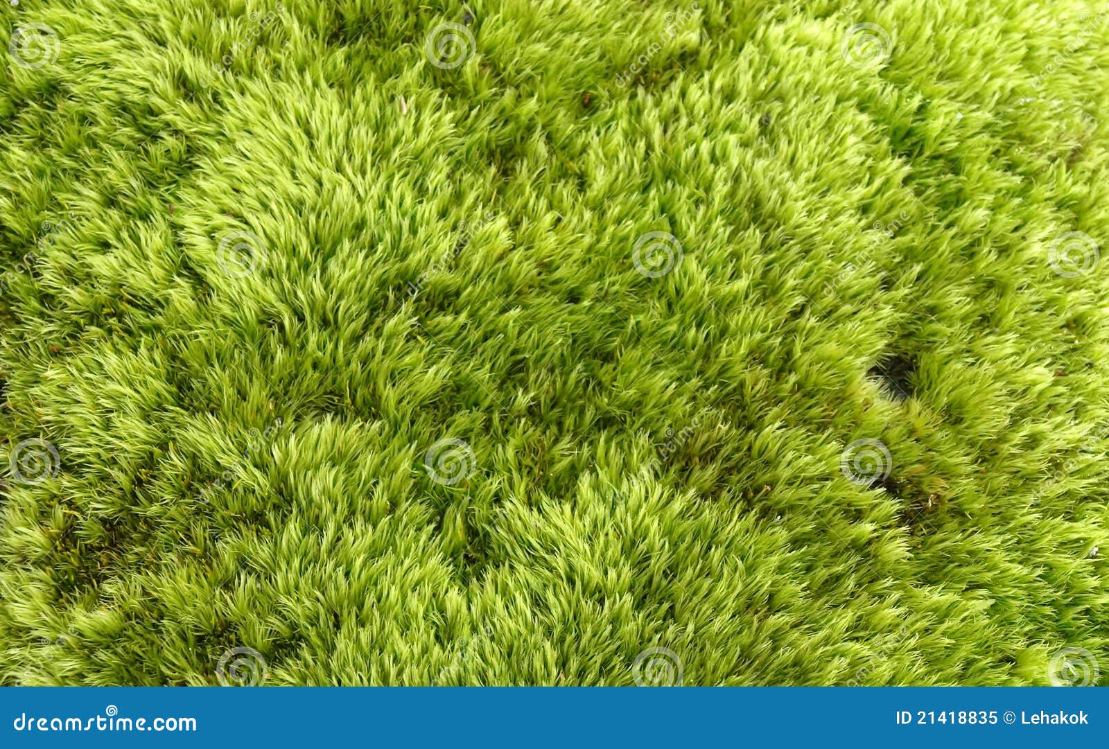 Green moss stock image. Image of macro, evergreen, close 21418835