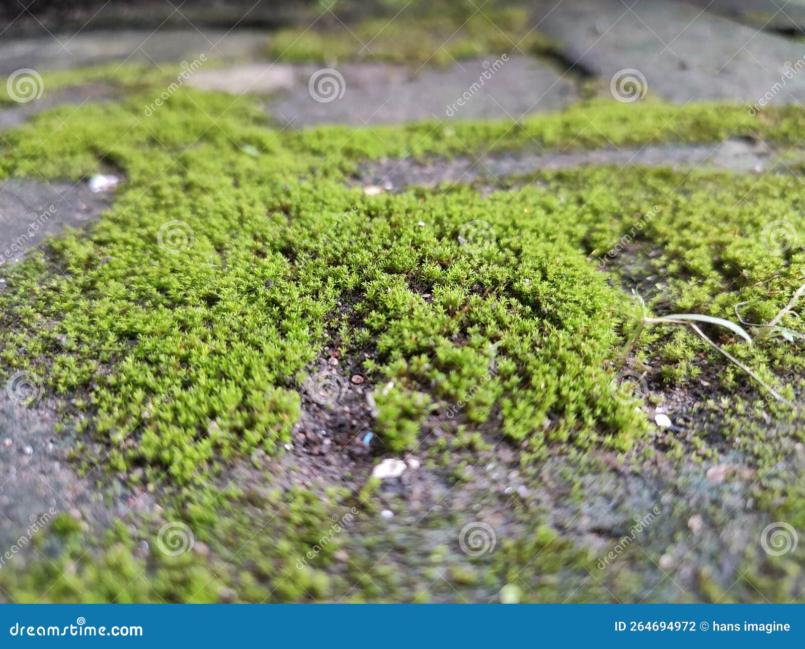 Green Moss Adds Abstract Value To Home Page Stock Photo Image of