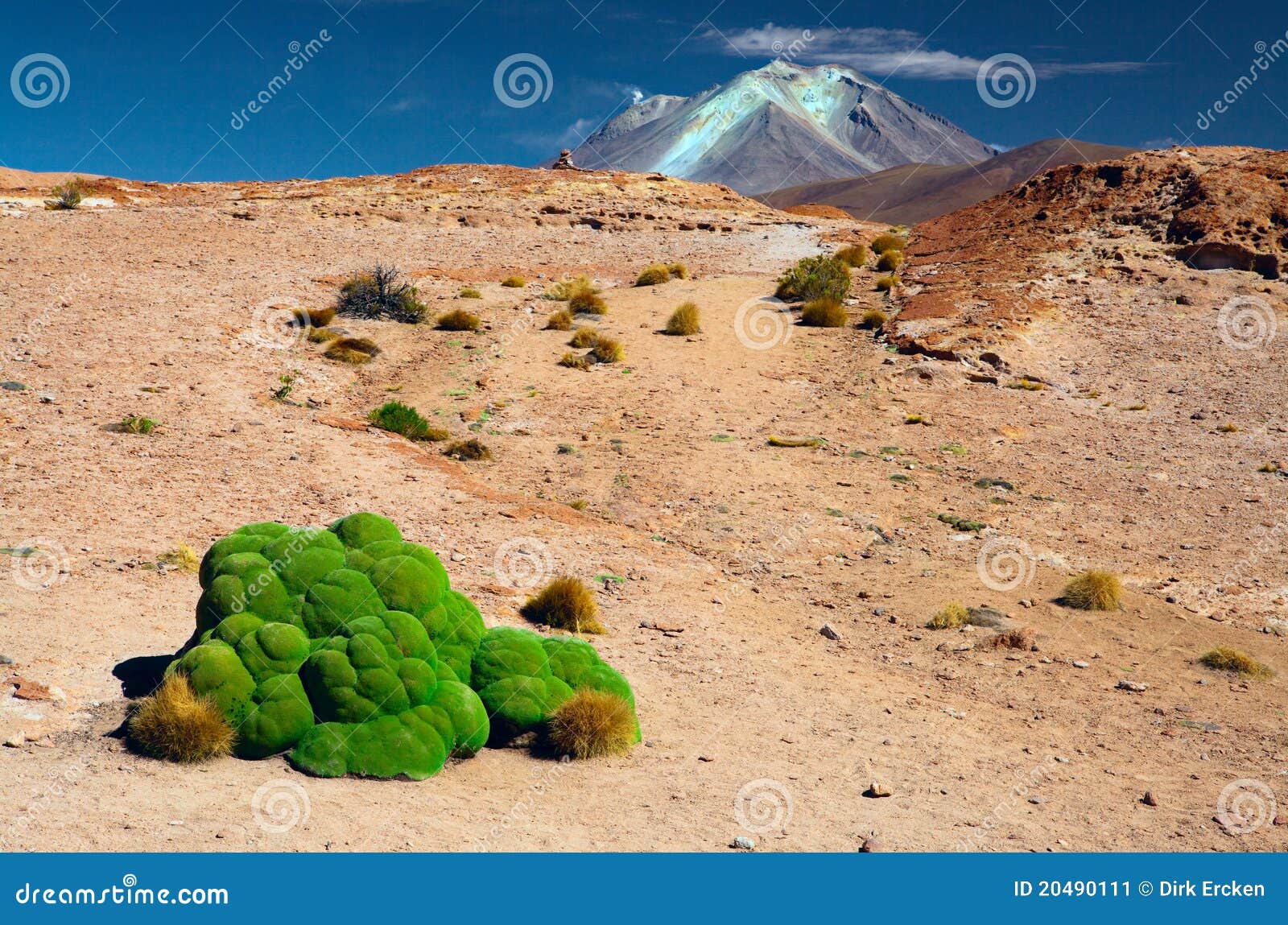 green moss in andes altiplano landscape bolivia