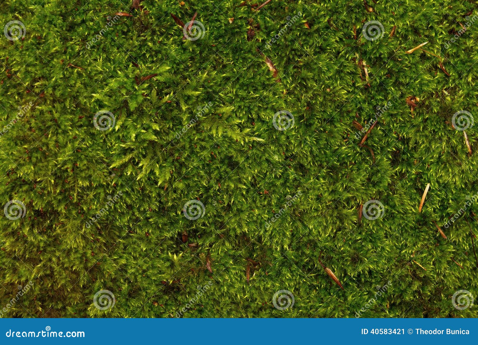 Green moss background stock image. Image of green, form - 40583421