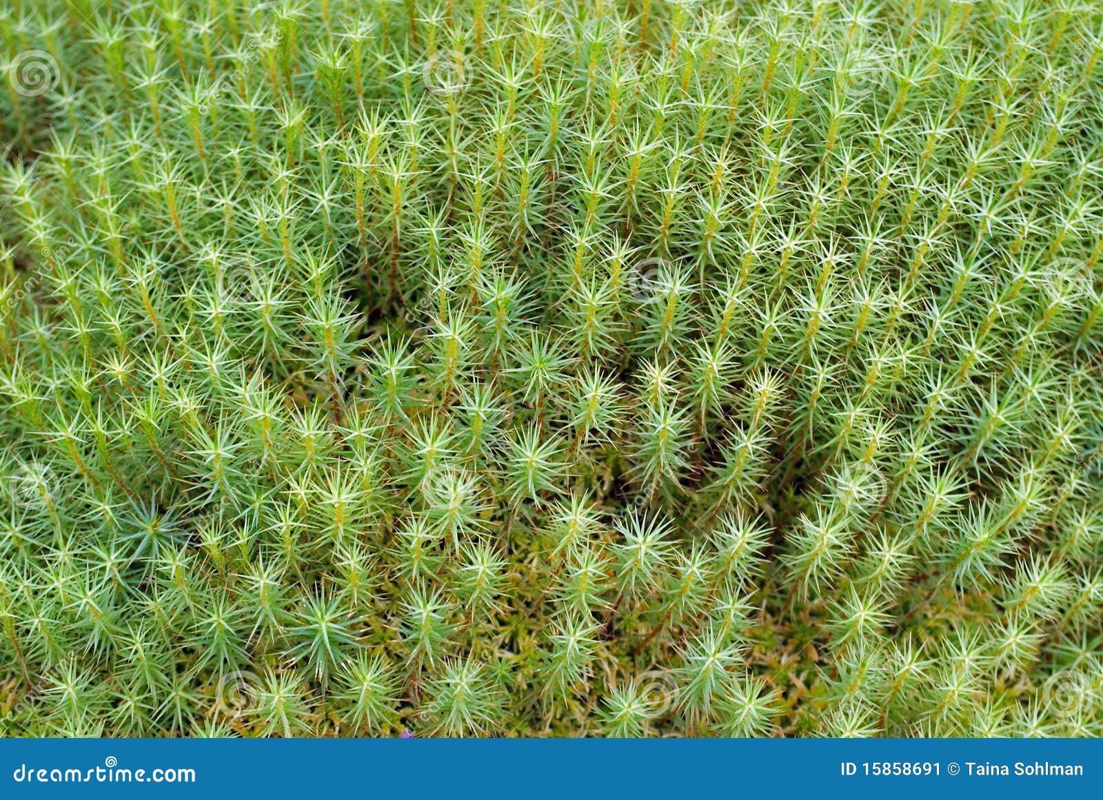 green moss background (polytrichum commune)