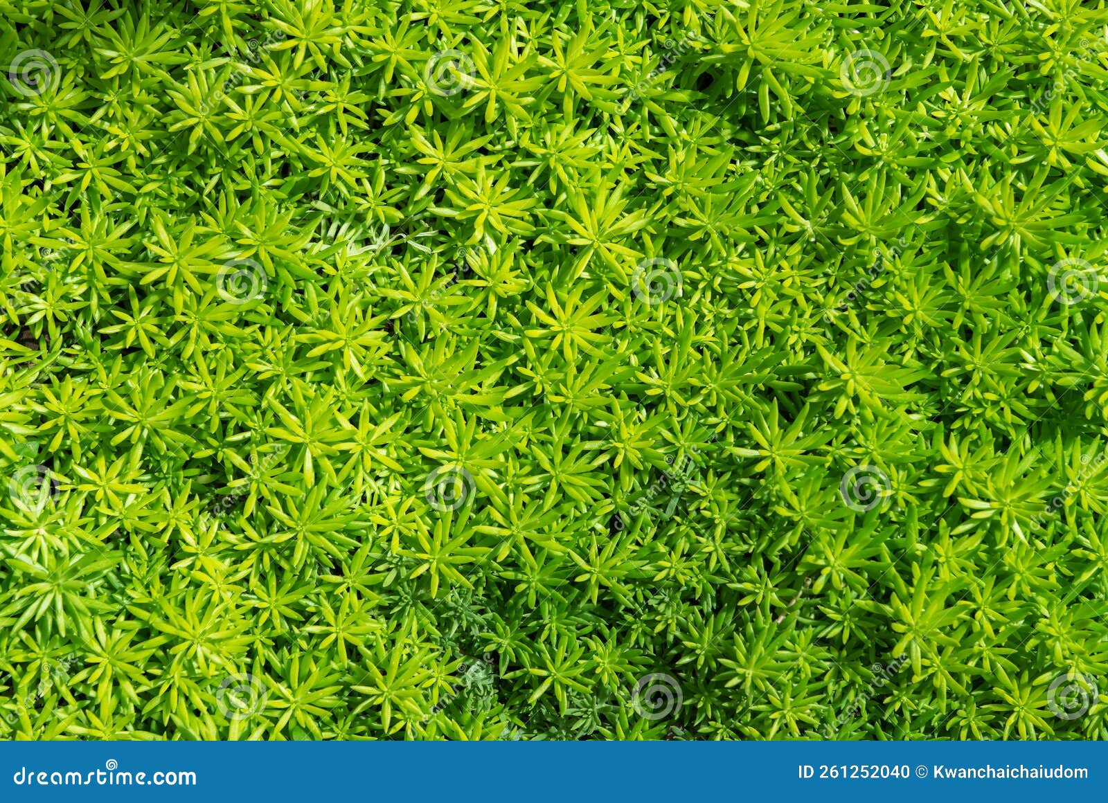 Green Moss Background . Star Moss POLYTRICHUM COMMUNE Top View Stock