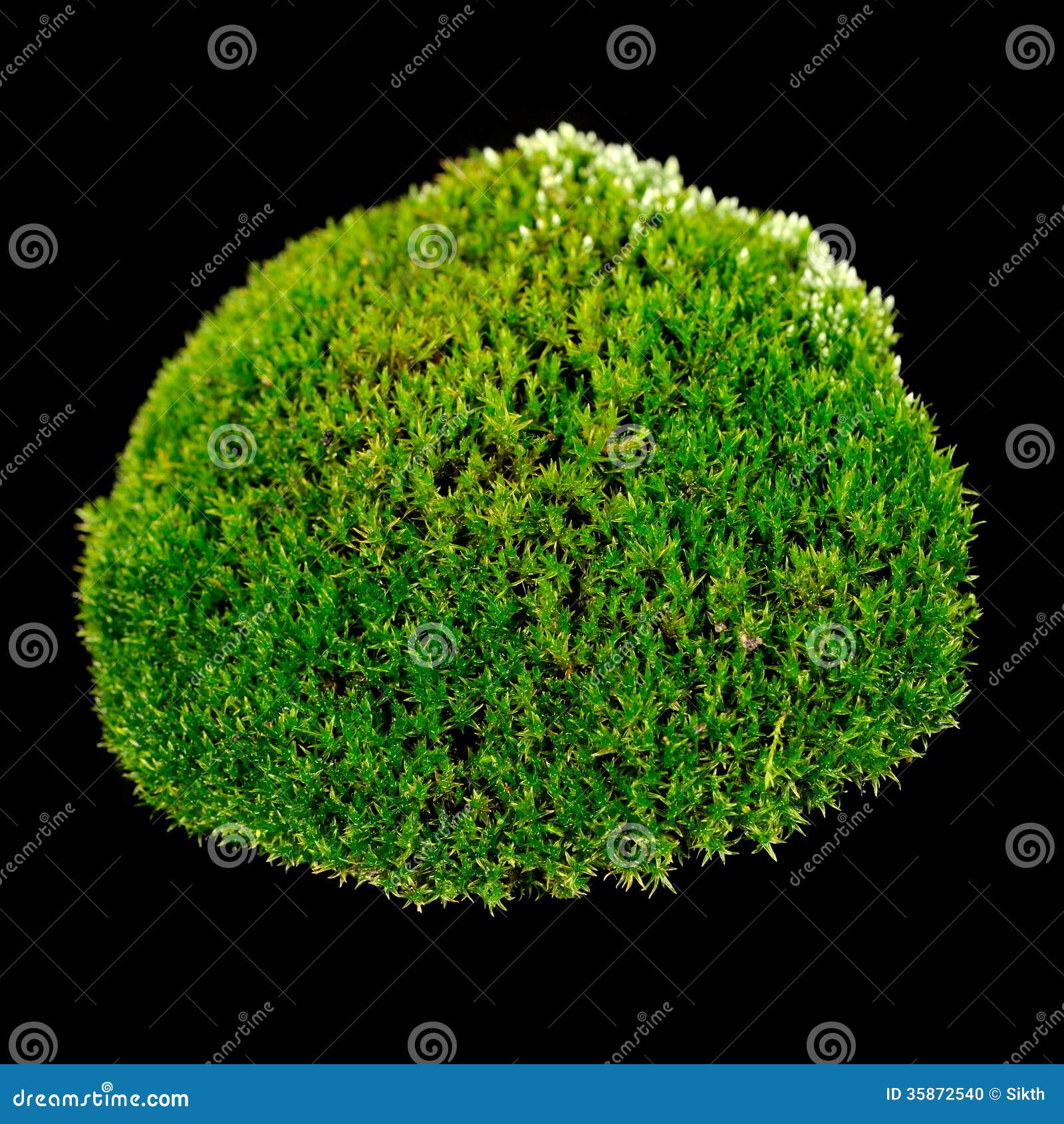 Dark green moss background, Stock image