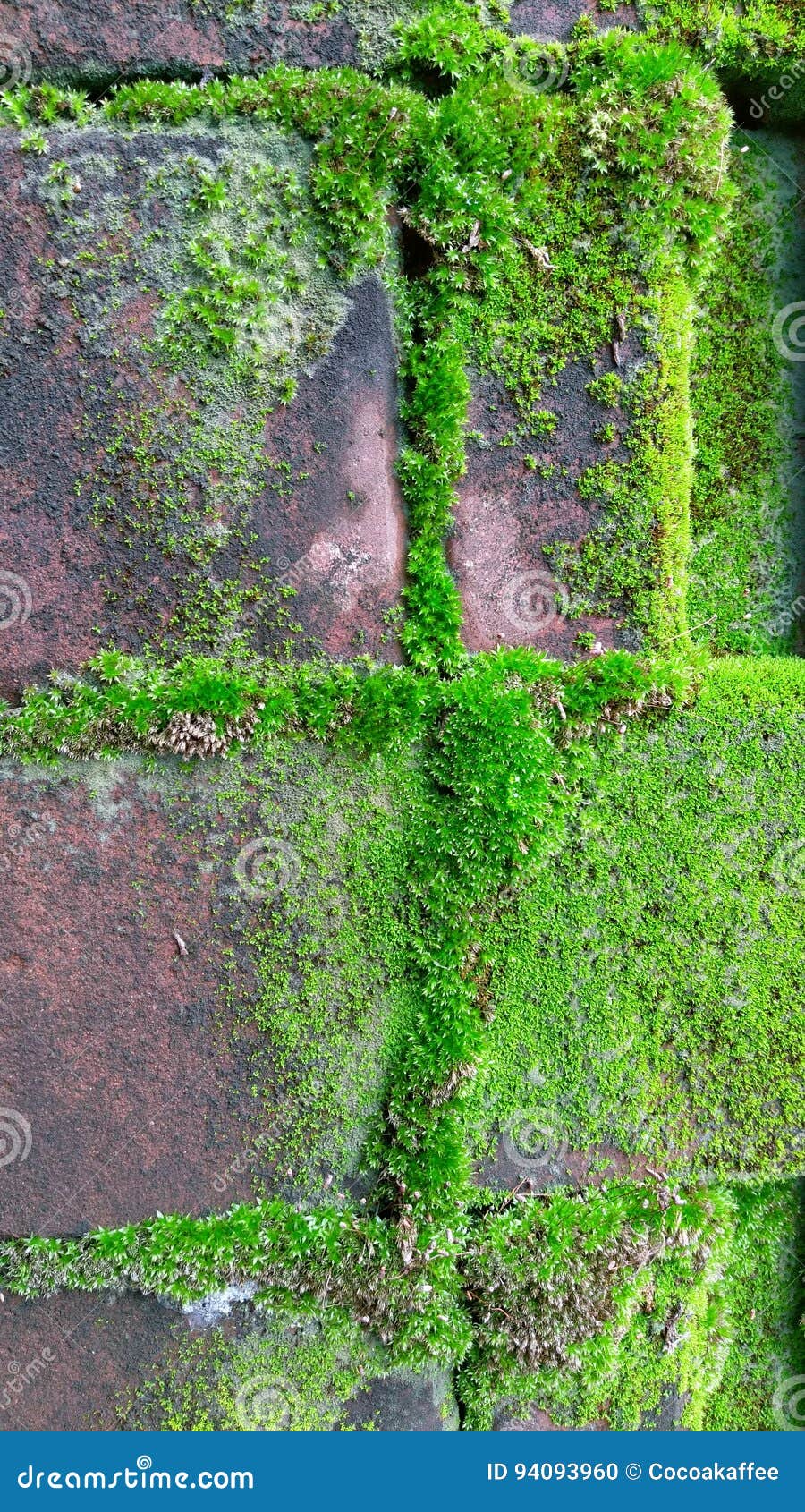 Green moss stock photo. Image of moss, green, nature 94093960