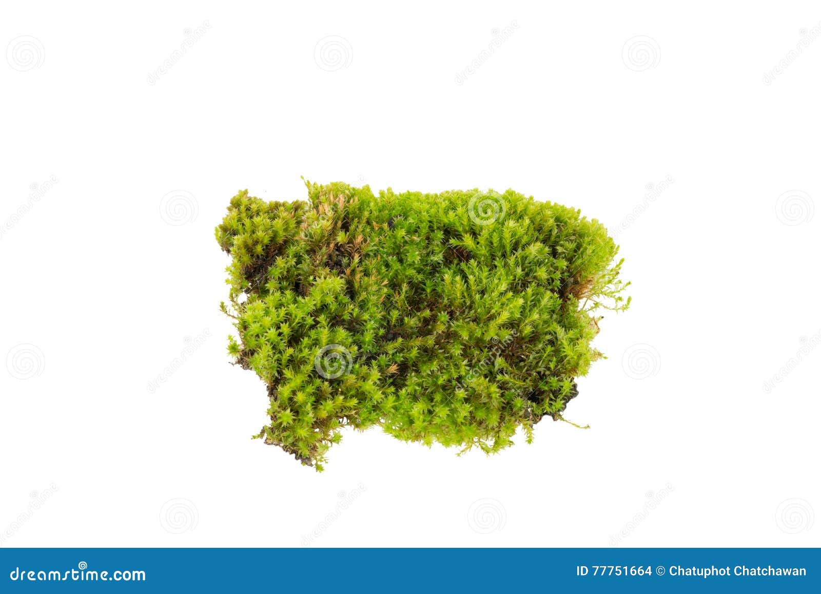 Green Moss ,Bright Green Moss Stock Photo Image of pattern, plant