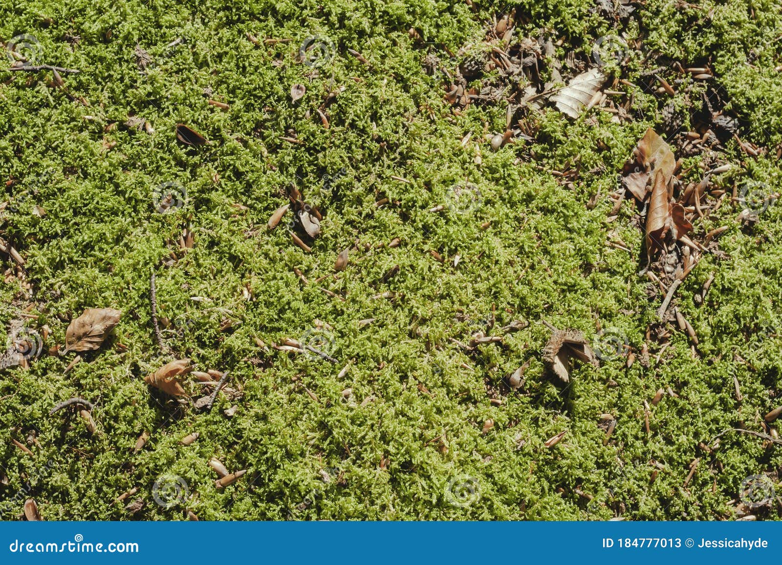 Green Moss Carpet in the Forest Stock Image Image of environment