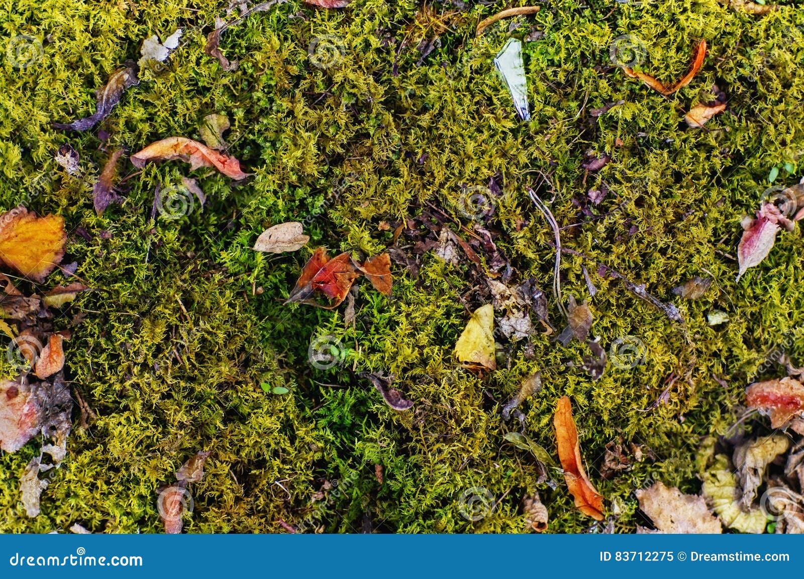 Green Moss with Dried Leaves Background Stock Image Image of library