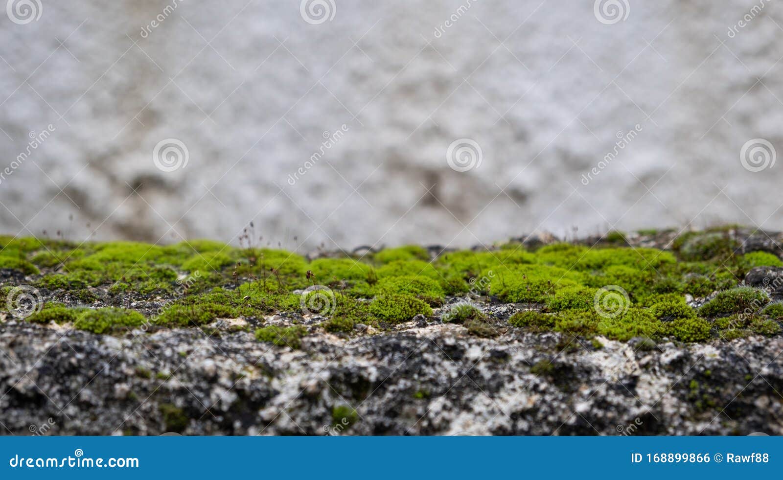 green moss on the floor, moss closeup, macro. blur background, copy space