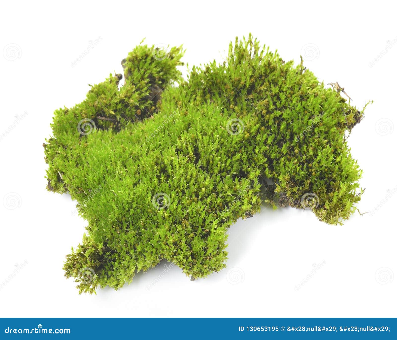 Green Moss Isolated on White Background. Stock Image - Image of floral ...