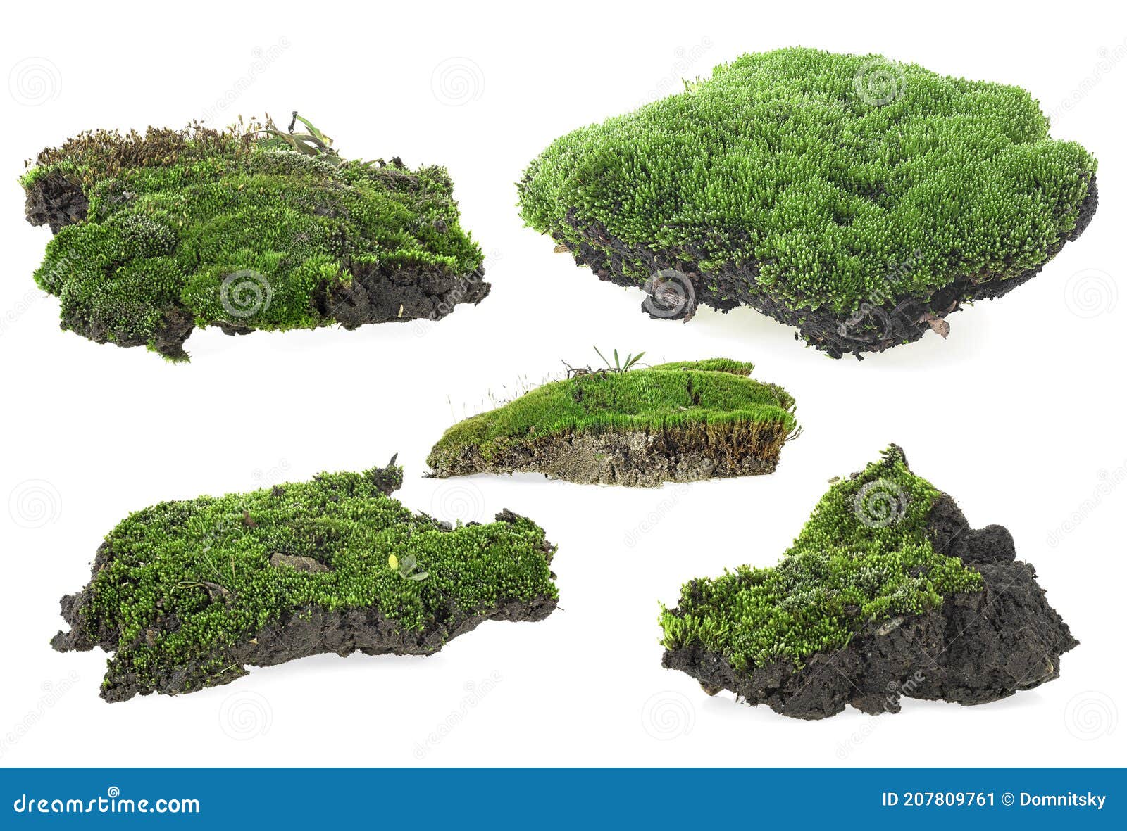 Green Moss Isolated on White Background. Green Moss Set Stock Image ...