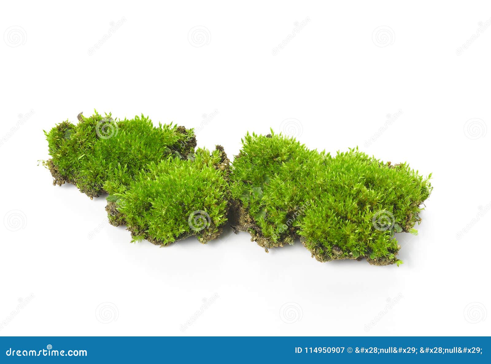 green moss  on white bakground.