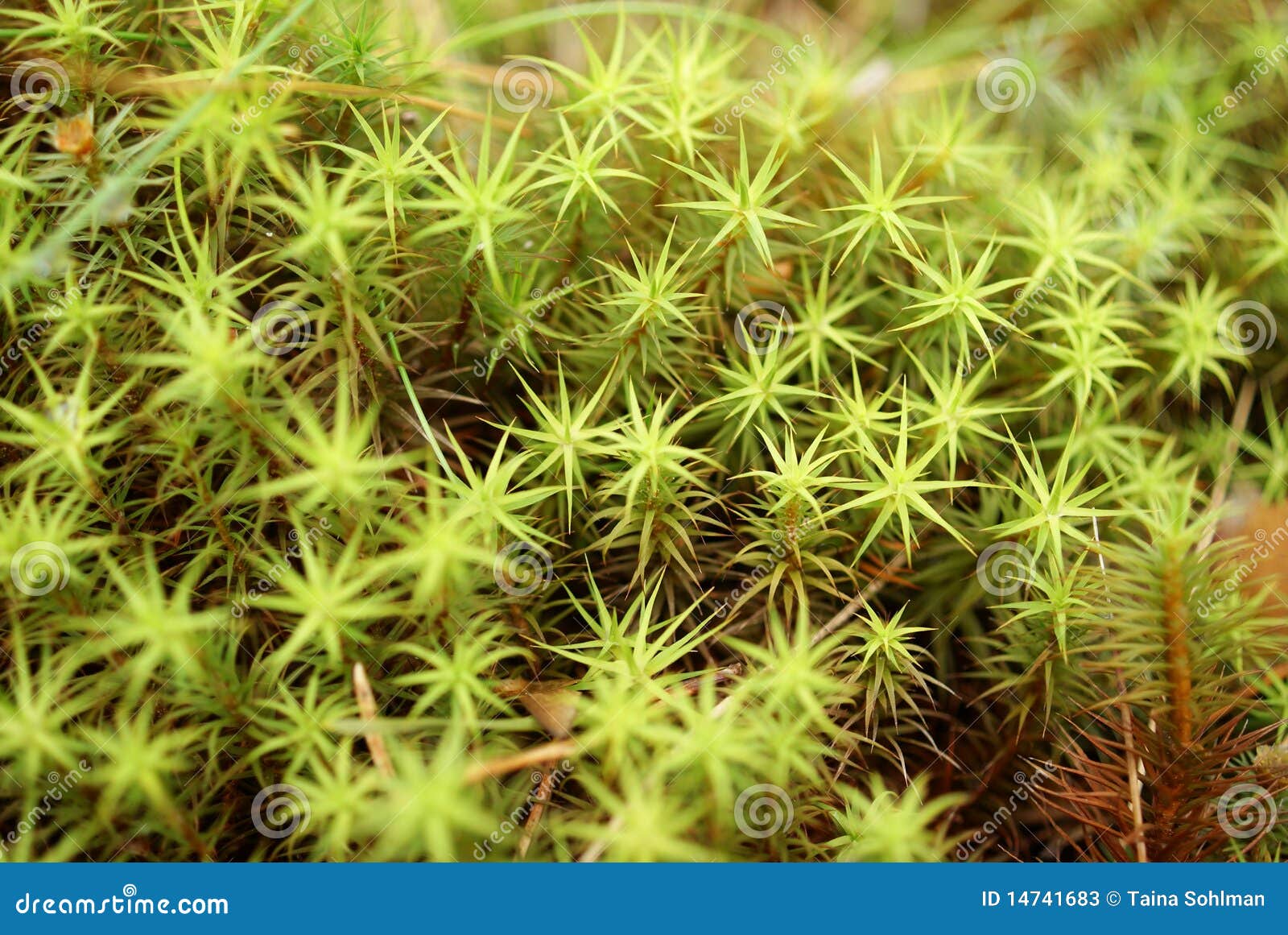 green moss macro (polytrichum commune)