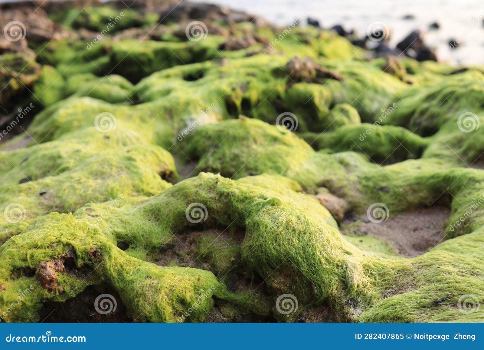 Green Moss Plant on Coral Reef Rock Beach Stock Image - Image of plant ...