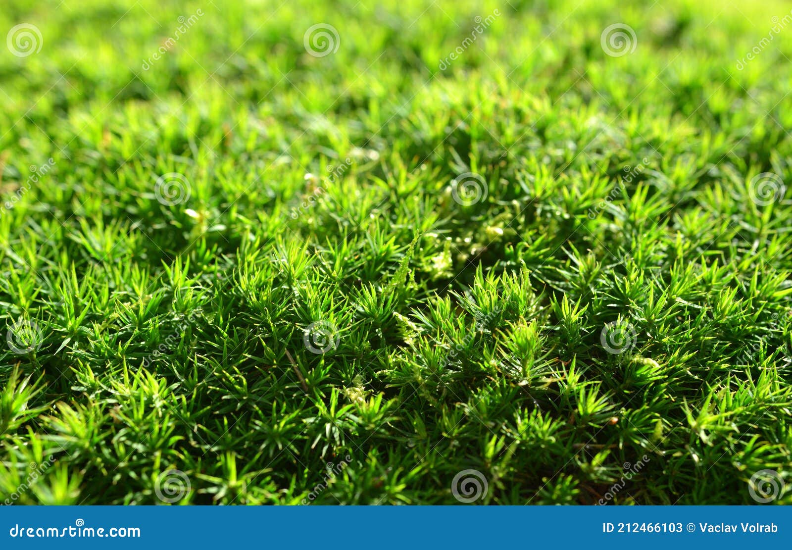green moss  polytrichum commune  texture.