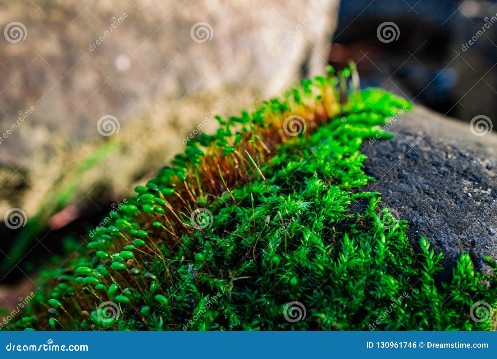 Green Moss on the River Stones Stock Photo Image of leaves, spring