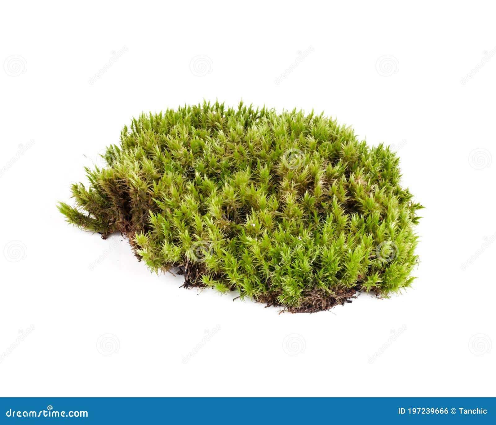 Green Moss Sphagnum Closeup Isolated on White Stock Photo Image of