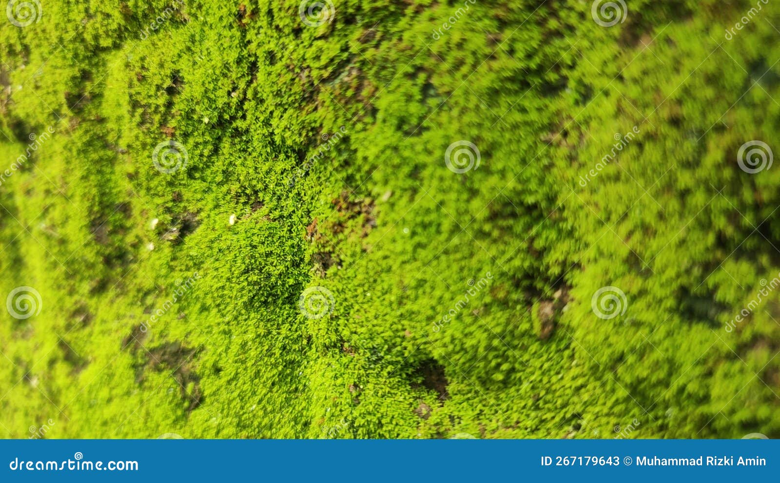 Green Moss that Sticks To the Wall of the House Stock Image Image of