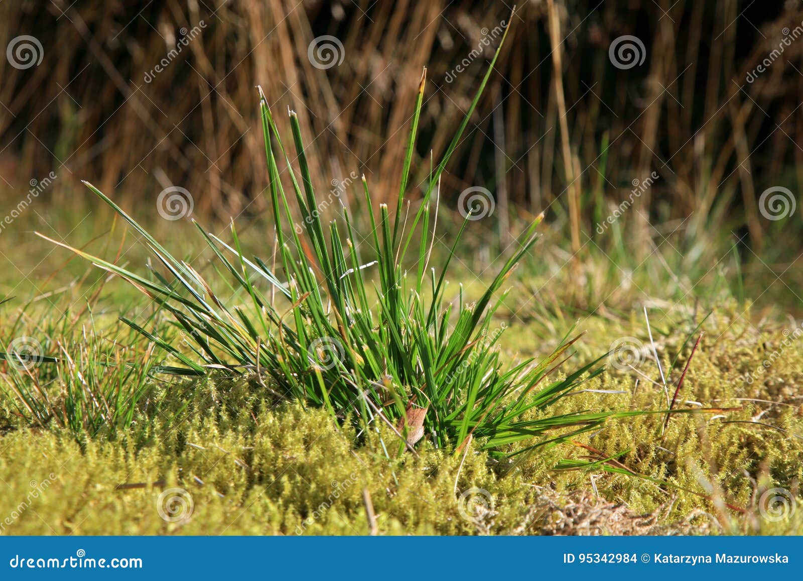 Green Moss in the Sunlight, Stock Photo Image of moss, field 95342984