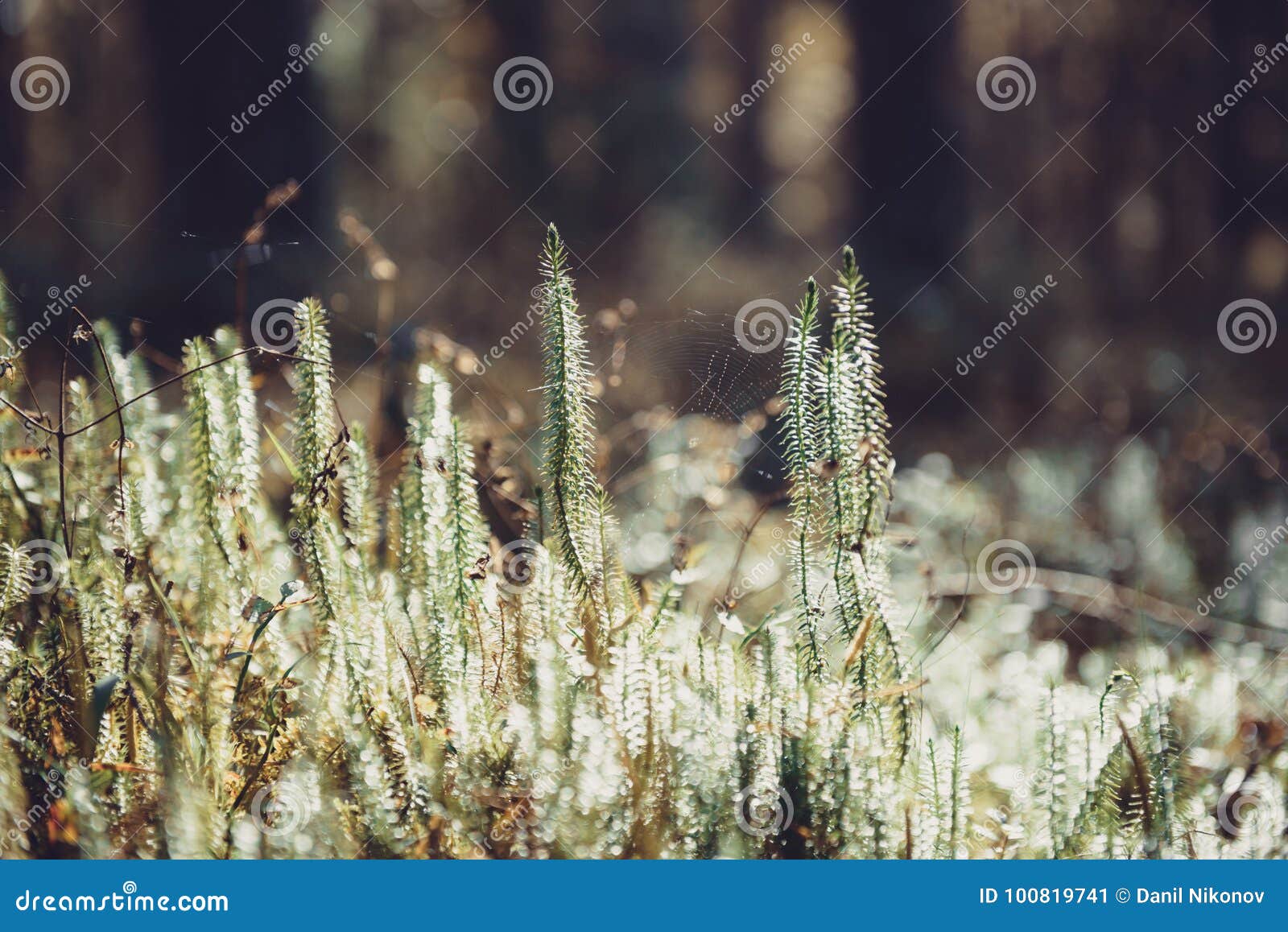 Green Moss In The Sunlight Grass Background Light And Bokeh