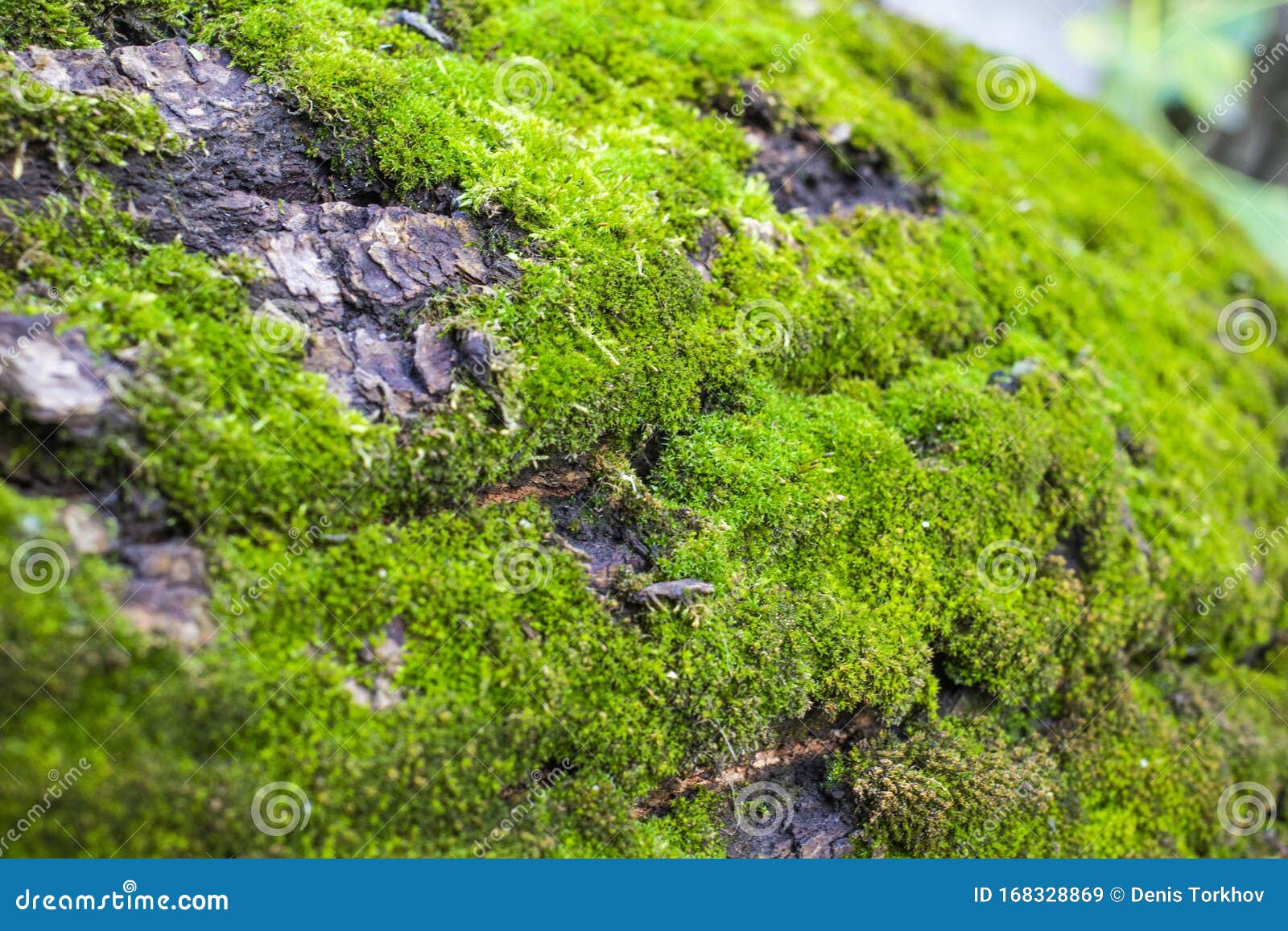green moss on a tree close-up, front and background blurred with bokeh effect