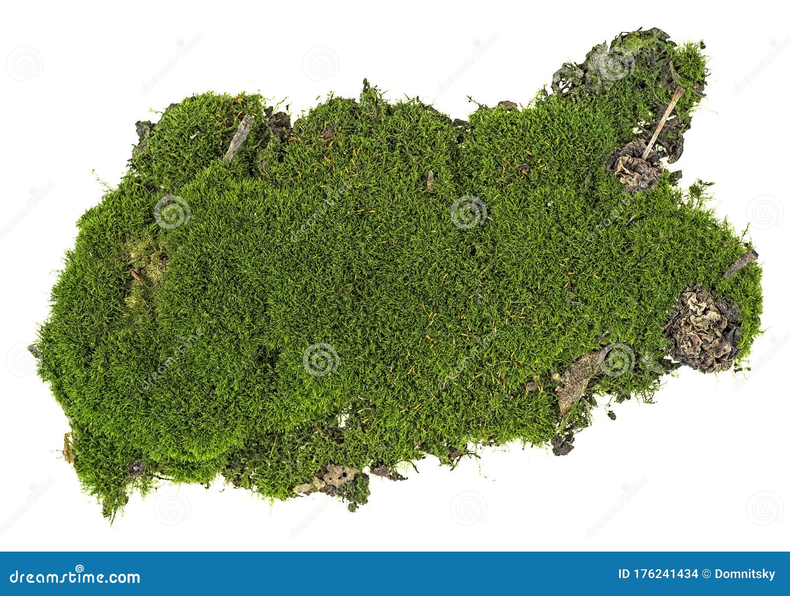 Green Moss on White Background. Top View Stock Photo - Image of ...