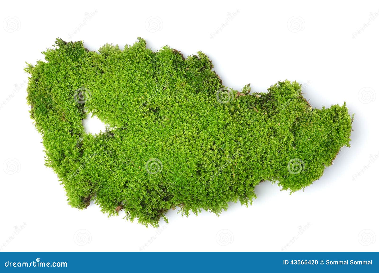green moss on white bakground