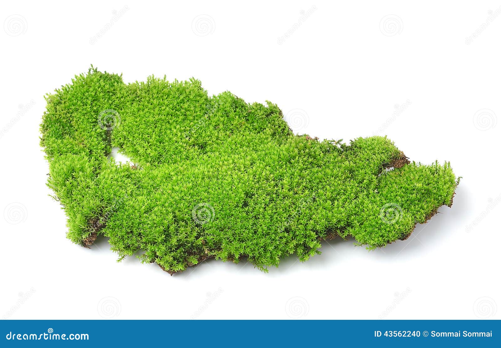 Green Moss on White Bakground Stock Photo - Image of background, leaf ...