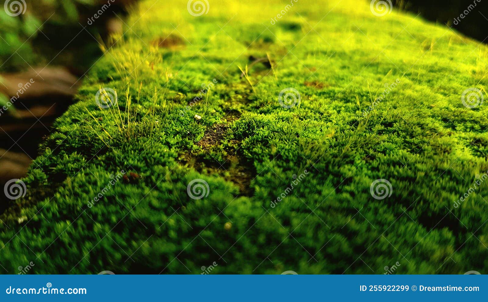 Green moss yard stock image. Image of yard, field, tree 255922299