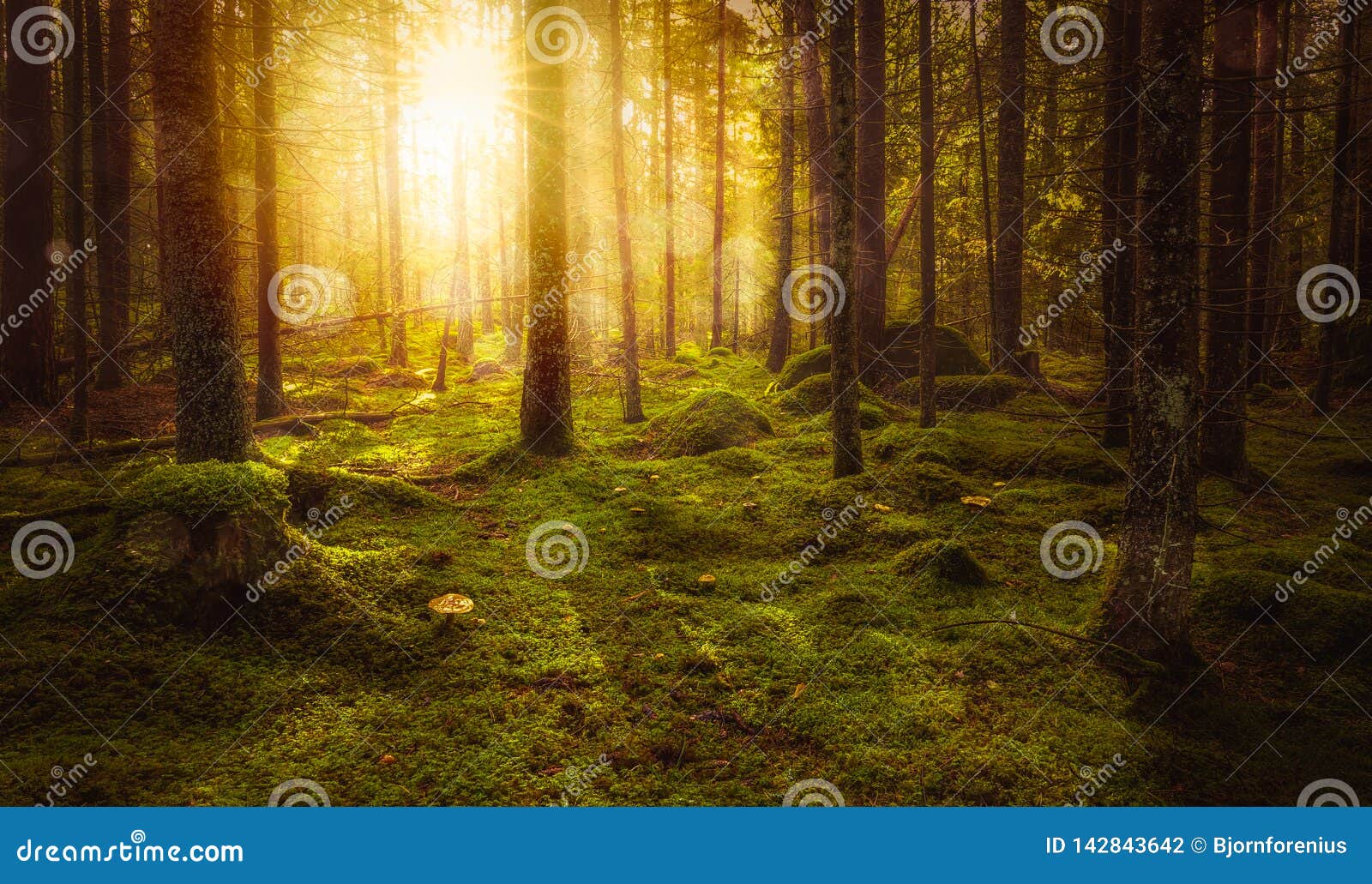 green mossy fairytale forest with beautiful light from the sun shining between the trees in the mist.
