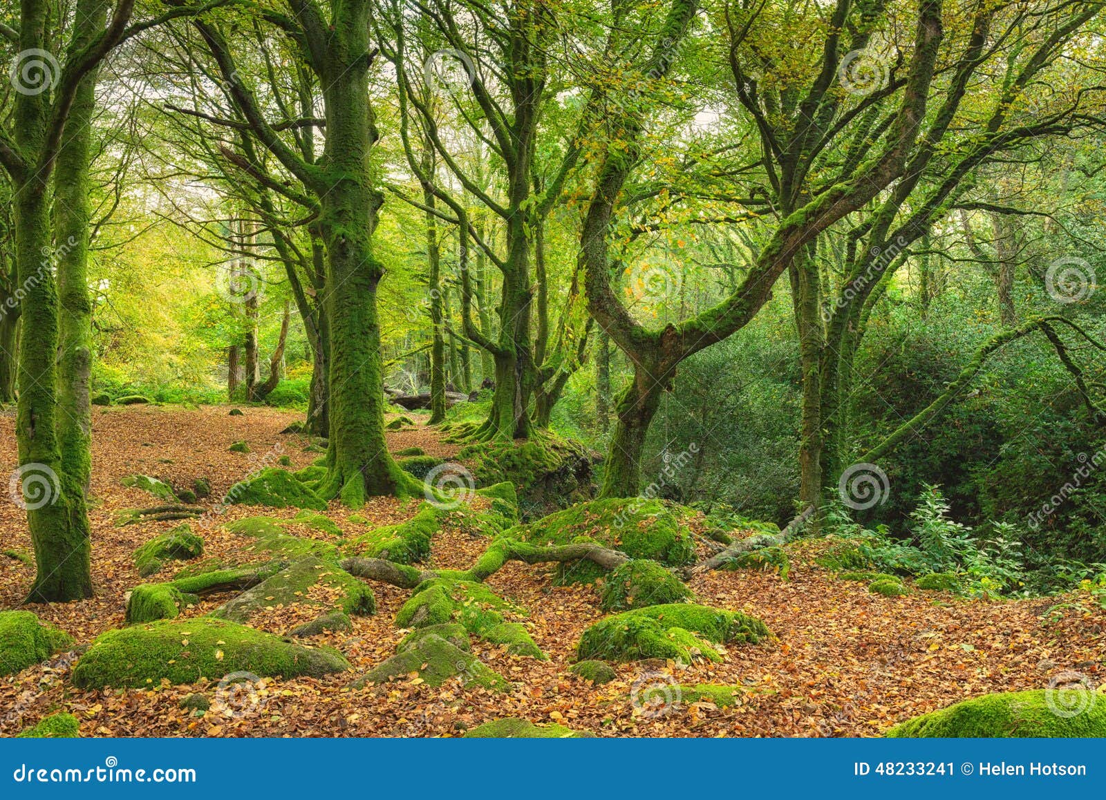 Green Mossy woods stock image. Image of country, english - 48233241