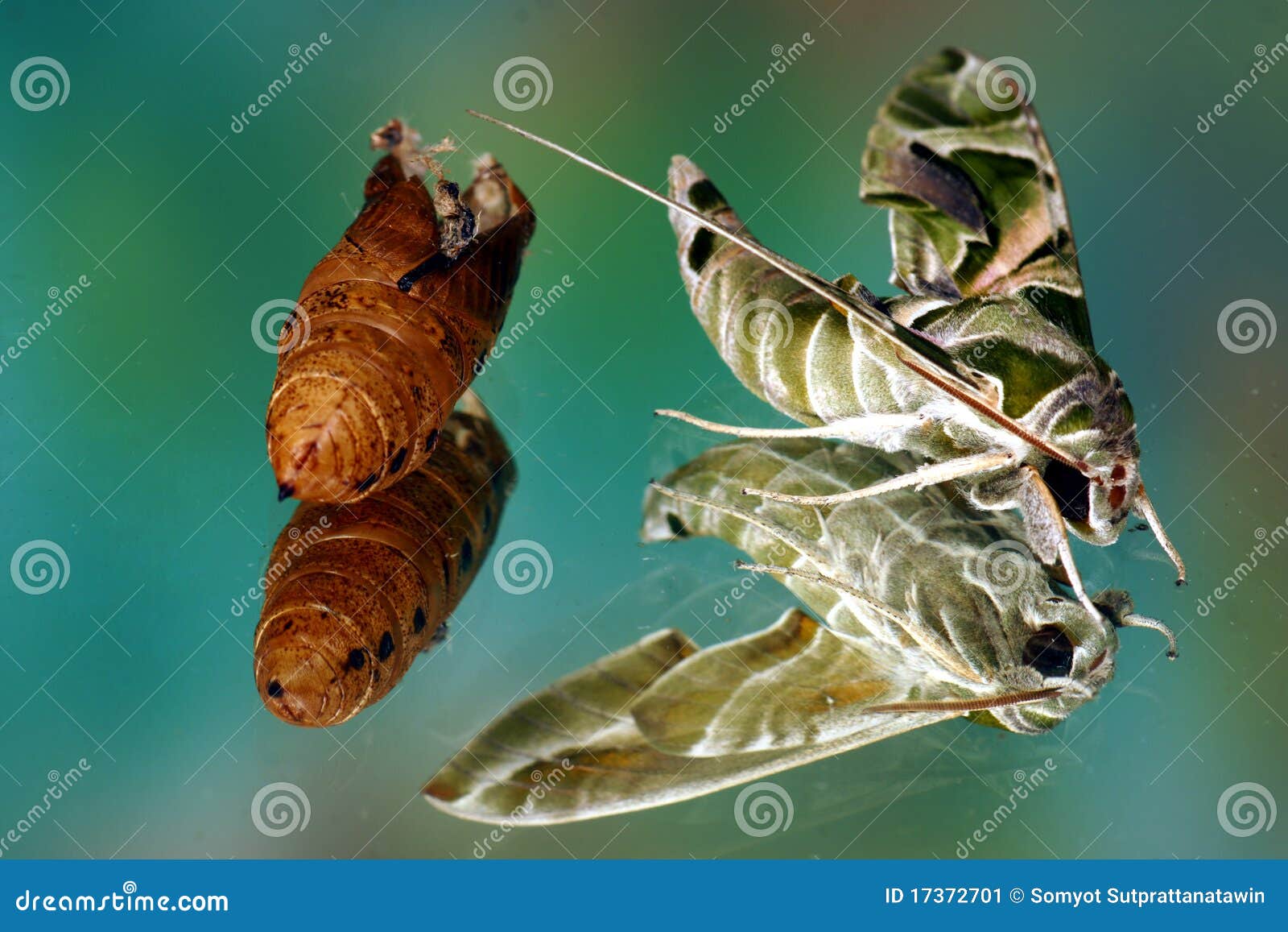 Butterfly Green Moth Cocoon Stock Image Image of wood, texture 17372701