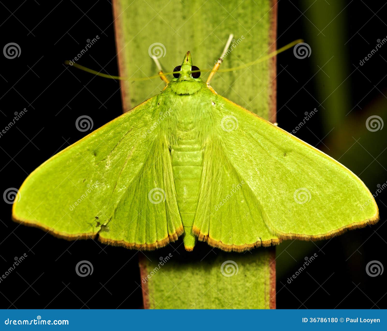 Green moth on a green leaf, on a black background