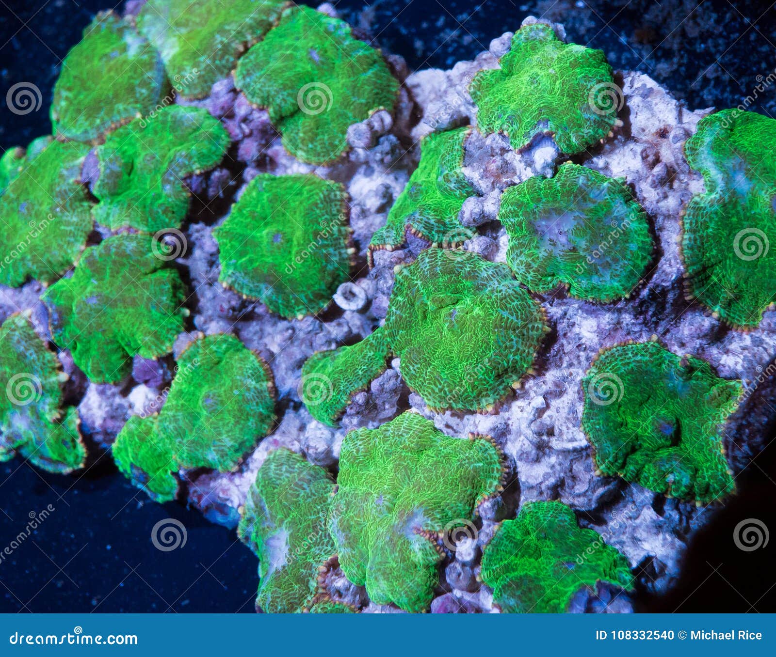 Green mushroom corals stock photo. Image of maritime - 108332540