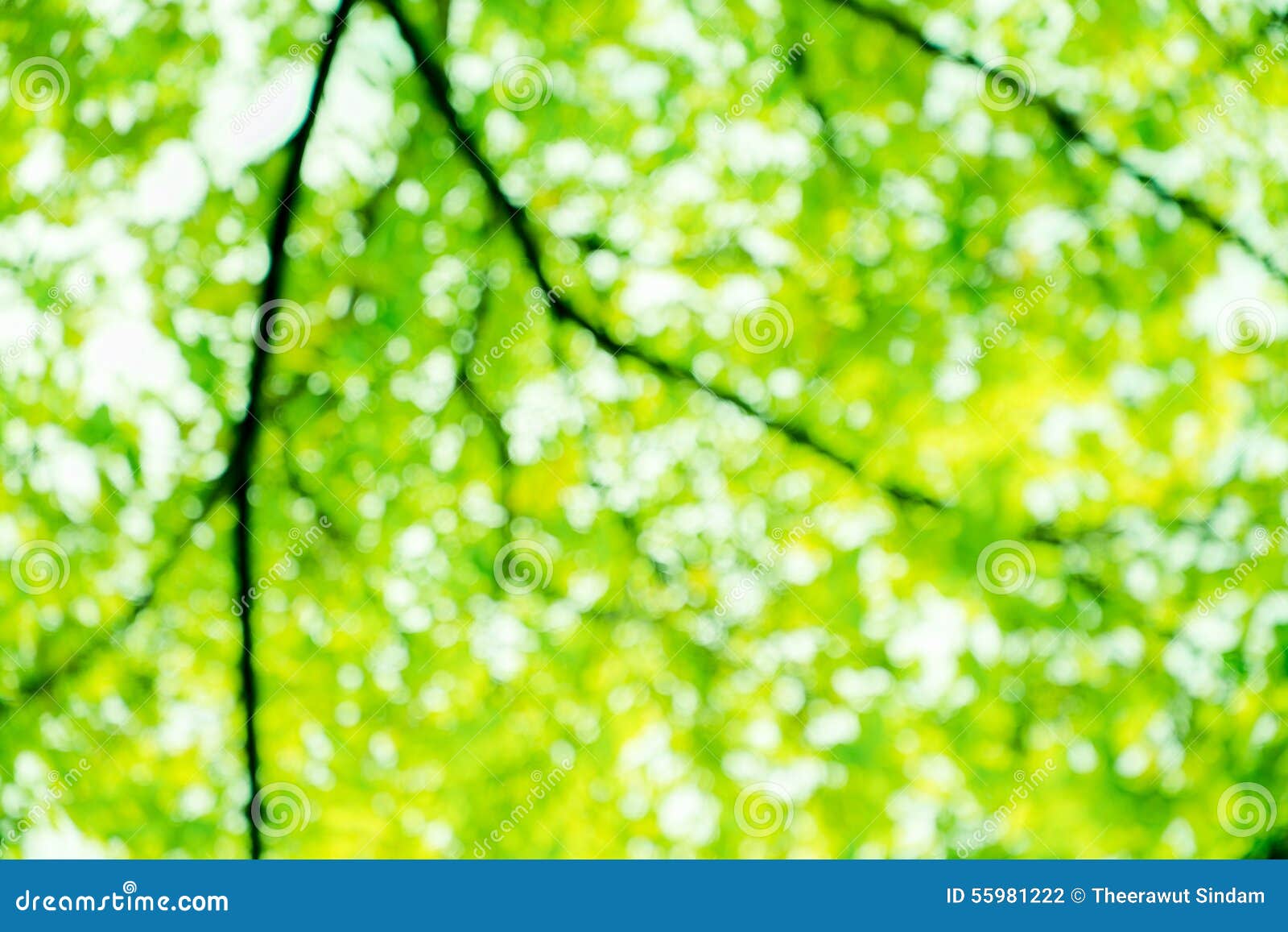 Green Natural Bokeh Blur Background Stock Photo - Image of nature,  lifestyle: 55981222