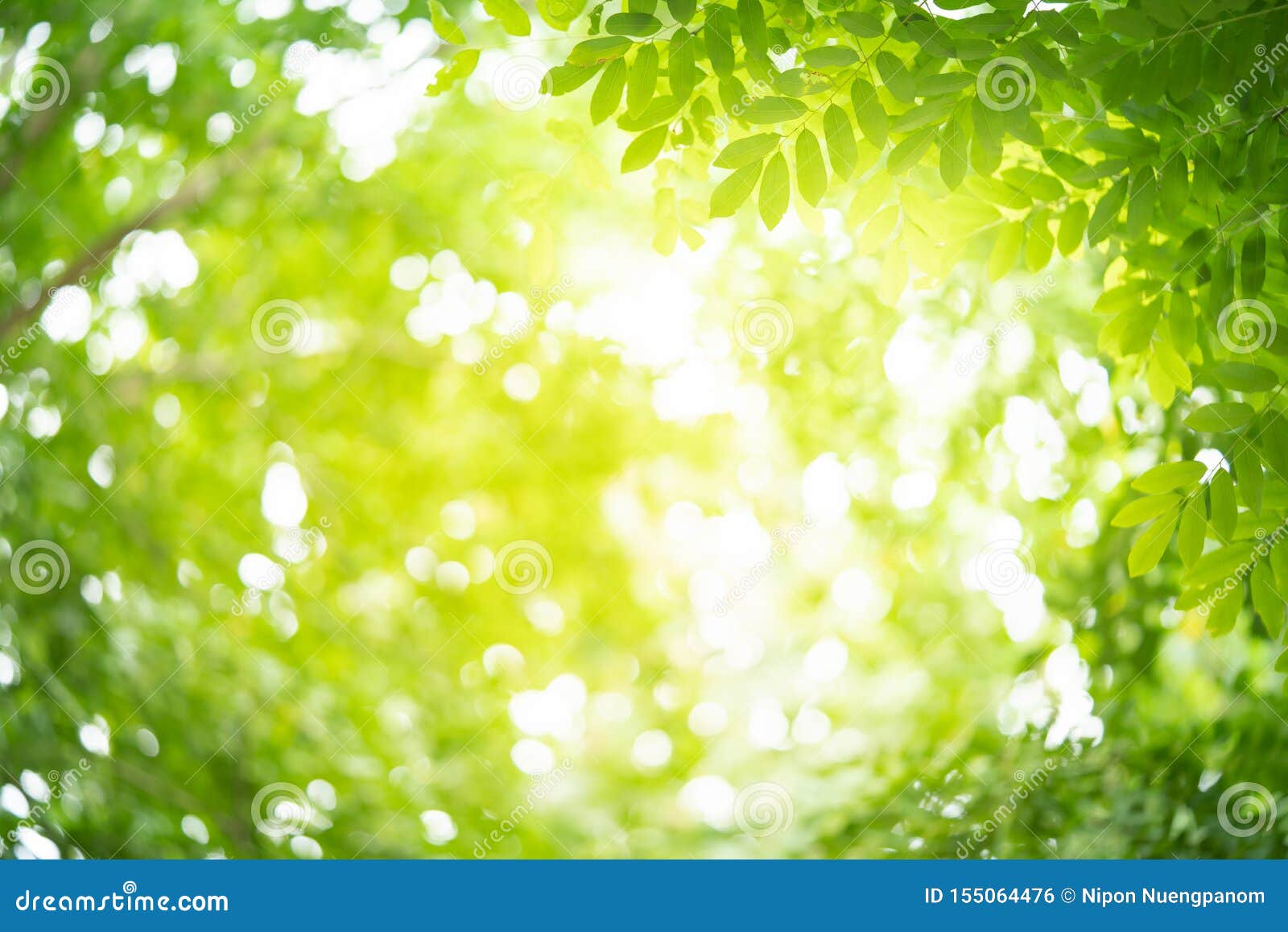 Green Nature Background on Defocused Effect Under Sunlight Stock Photo -  Image of foliage, copy: 155064476